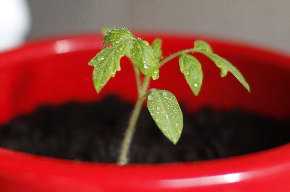 Tomatenpflänzchen