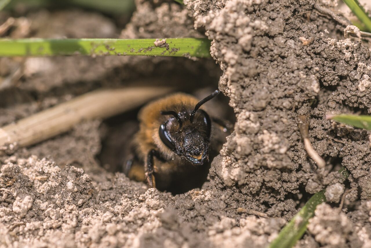 Einzelne weibliche Minenbiene in ihrem Loch auf dem Boden