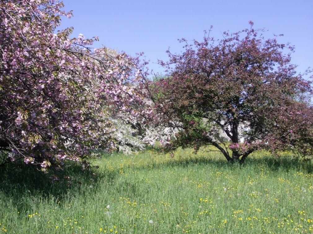 Wiese mit Bäume