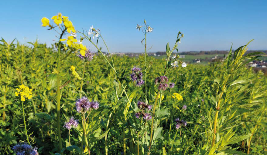 Beitragsbild Blumenwiese