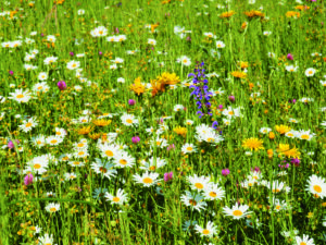 Wildblumenwiese
