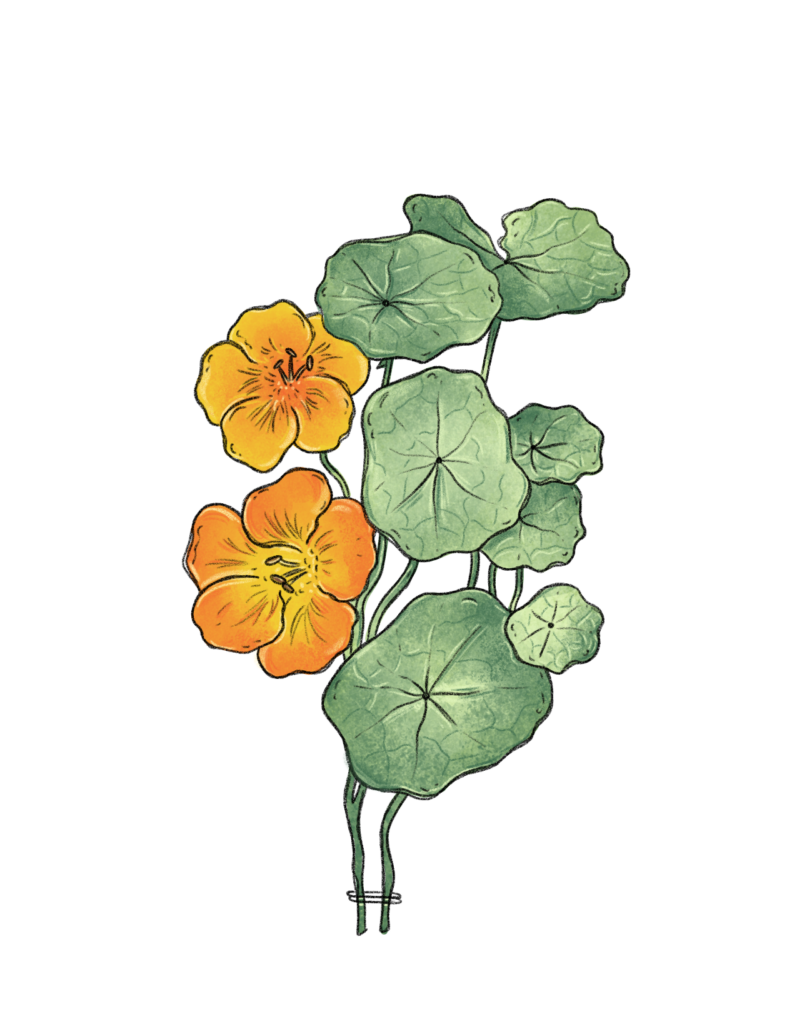 Illustration Kapuzinerkresse