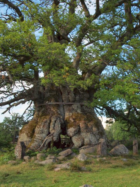 Großer Baum mit Durchgang