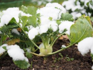 Kohlrabi