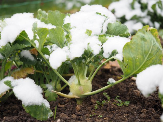 Kohlrabi