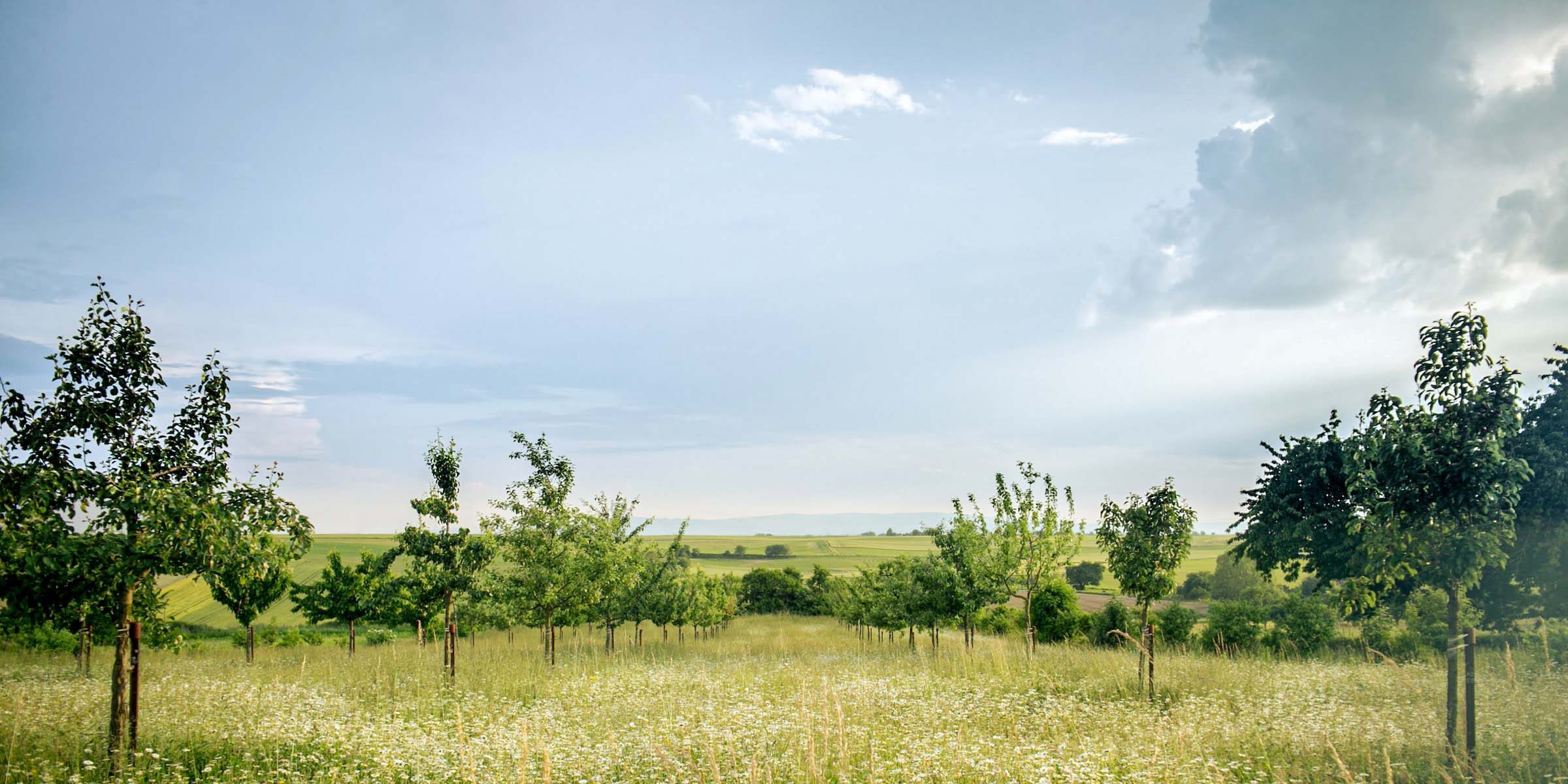 Obstbäume Landschaft