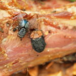 Aaskäfer und Fliege auf Rehkadaver.