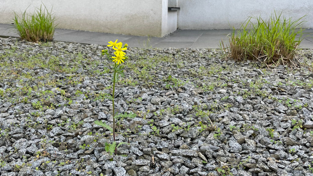 Blume im Schotter
